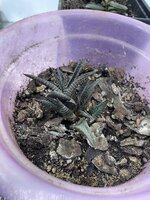 IMG_1929.jpeg