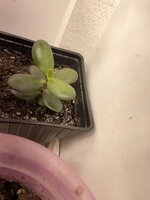 IMG_1930.jpeg