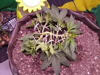 IMG_20251209_061918.jpg
