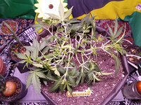 IMG_20251215_044142.jpg