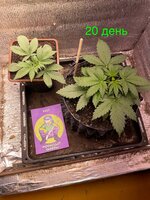 IMG_1965.jpeg