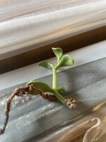 IMG_1971.jpeg