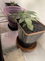 IMG_2010.jpeg