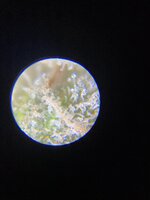 IMG_2003.jpeg