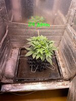 IMG_2027.jpeg