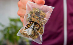 CHto-takoe-sinteticheskie-kannabinoidy__5G3eYnxq542q4Syb.jpg