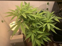 IMG_9609.jpeg