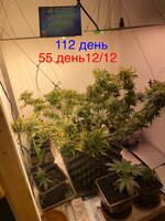 IMG_2055.jpeg