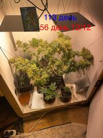 IMG_2088.jpeg