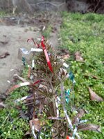 IMG_20251222_155017.jpg
