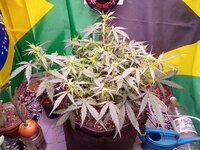 IMG_20251223_064450.jpg