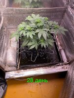IMG_2127.jpeg