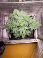 IMG_2126.jpeg