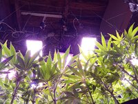 trashed-1754204704-IMG_20250704_100414.jpg
