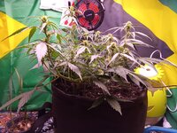 IMG_20251225_053644.jpg