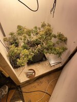 IMG_2180.jpeg