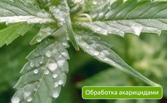 Obrabotka-akaricidami__iDicJAIDlTtNM0Ic.jpg Obrabotka-akaricidami__iDicJAIDlTtNM0Ic.jpg