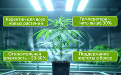 Luchshaya-zashita-konopli-ot-mikrokleshej-eto-profilaktika__EDQATjoaYmQznXsn.jpg Luchshaya-zashita-konopli-ot-mikrokleshej-eto-profilaktika__EDQATjoaYmQznXsn.jpg