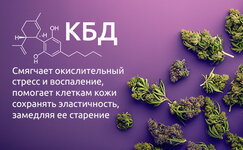 Kannabidiol__bogbxIPMV3Jkd14q.jpg Kannabidiol__bogbxIPMV3Jkd14q.jpg
