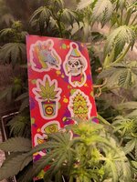 IMG_2225.jpeg