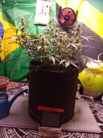 IMG_20251230_053904.jpg