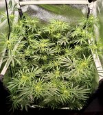 Day 58 (30.12).jpg