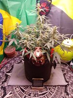 IMG_20251231_085435.jpg