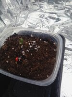 IMG_20251217_204430.jpg