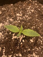 IMG_3590.jpeg