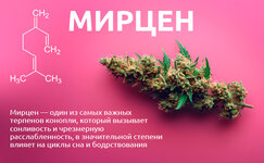 Mircen__UF4n3JKbS4xxVwIX.jpg