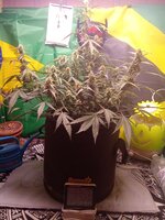 IMG_20260104_060422.jpg