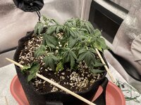 IMG_2058.jpeg