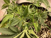 IMG_2061.jpeg