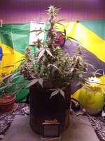 IMG_20260110_042154.jpg
