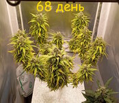 68 дн (1).jpg