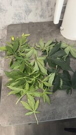 IMG_20260112_134358_694.jpg