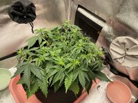 IMG_2082.jpeg