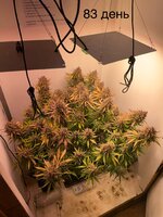 IMG_1559.jpeg