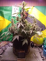 IMG_20260112_052850.jpg