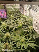 IMG_20251223_060537.jpg