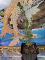 IMG_2493.jpeg