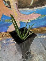 IMG_2499.jpeg