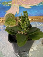 IMG_2502.jpeg