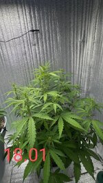 IMG_20260118_145523.jpg