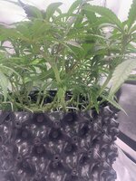 IMG_9585.jpeg