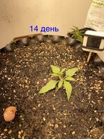 IMG_2618.jpeg