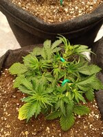 IMG_20260120_063936.jpg