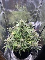 IMG_2741.jpeg