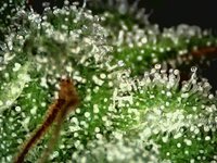 IMG_2765.jpeg