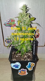91 дн (7).jpg